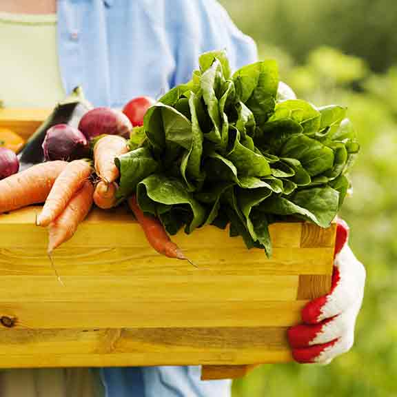 person holds box of vegetables square