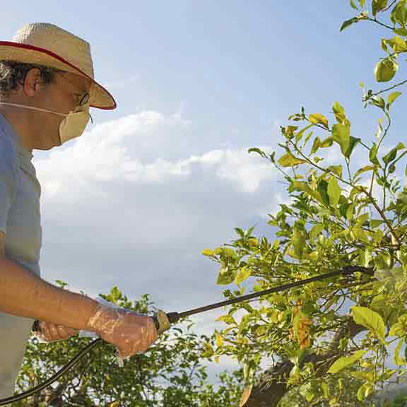 man sprays fruit trees square