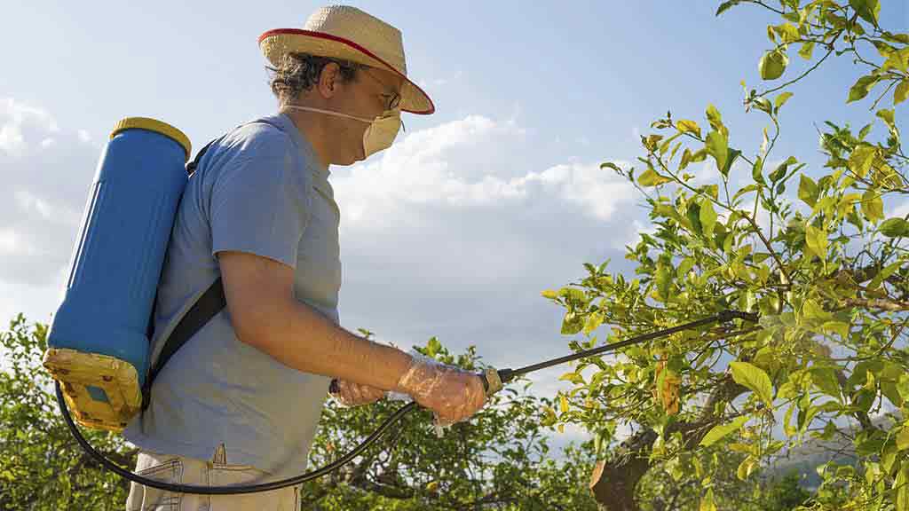 man sprays fruit trees