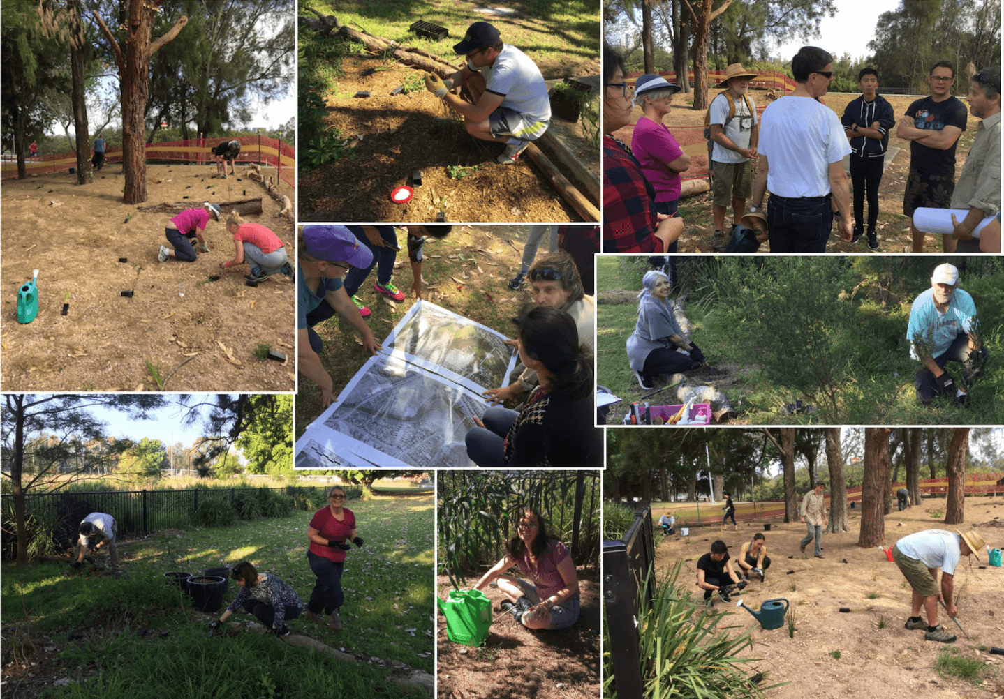 CHOICE bushcare site Cooks River