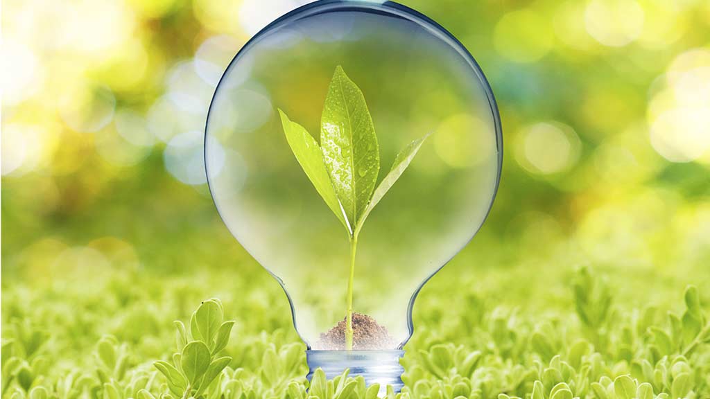 sapling growing in a light bulb