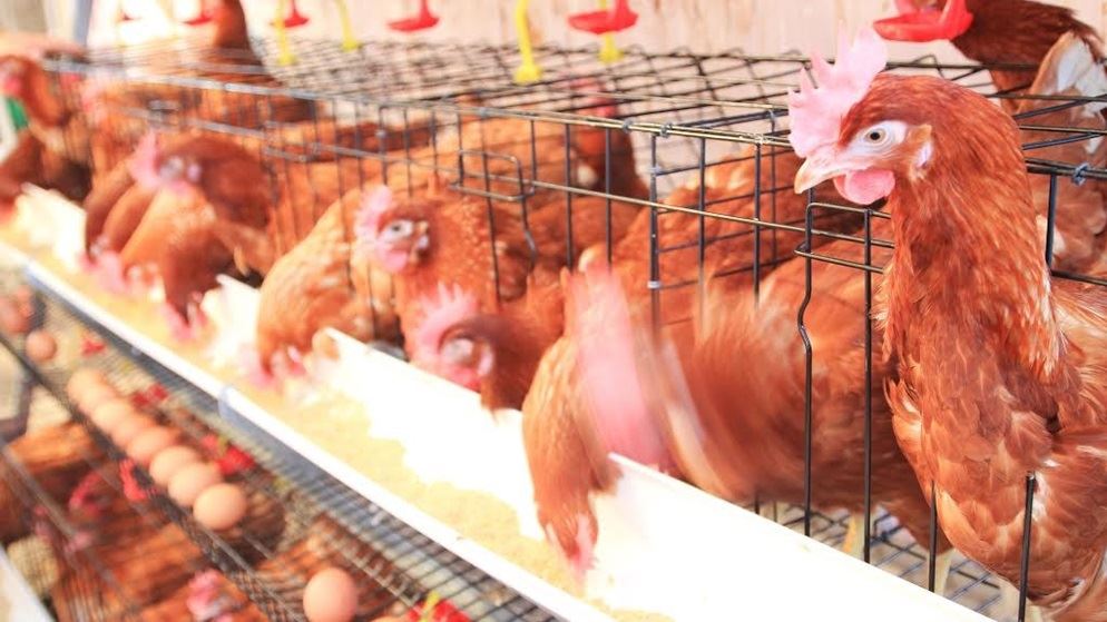 Shoppers lose in new free range egg standard CHOICE