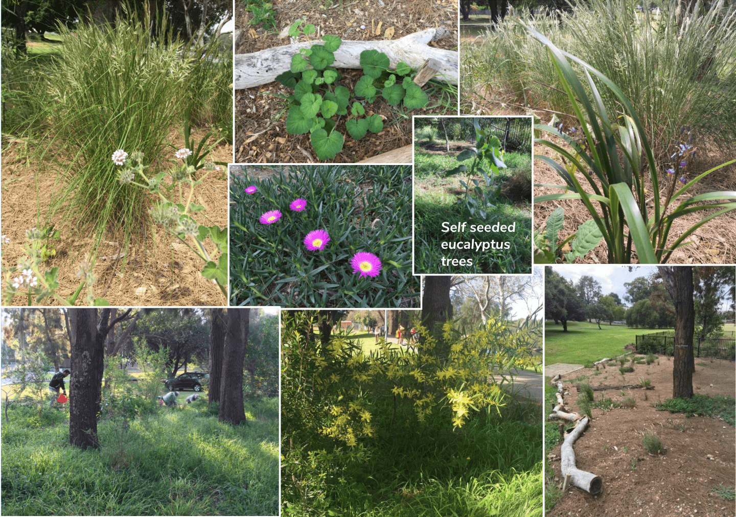 CHOICE bushcare site Cooks River - plant diversity