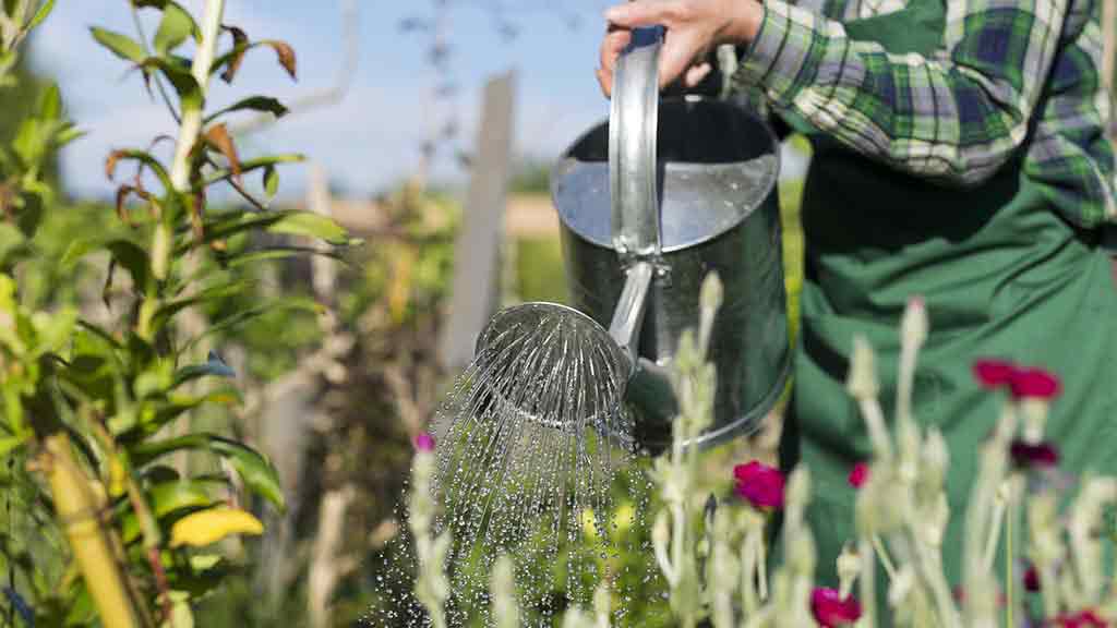 watering can and garden