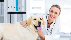 vet with labrador dog
