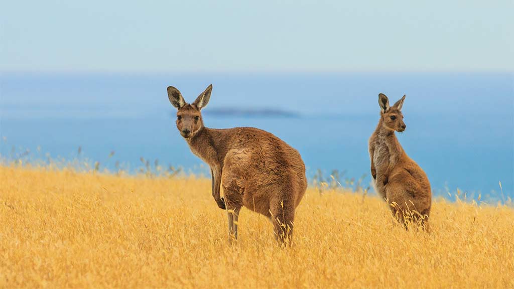 Kangaroo meat - is it ethical? | CHOICE