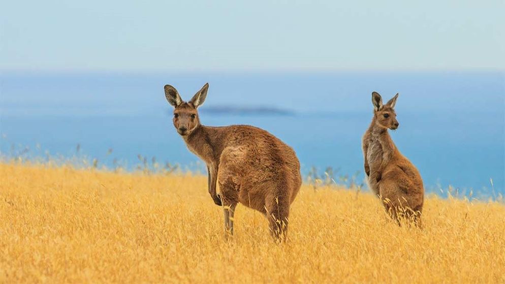 Kangaroo meat is it ethical? CHOICE