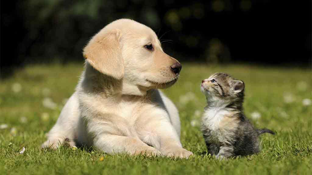 puppy and kitten look at each other