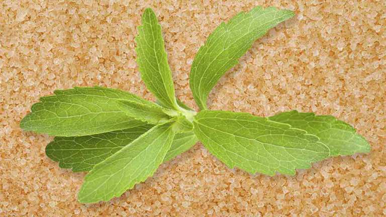 stevia leaves in sugar
