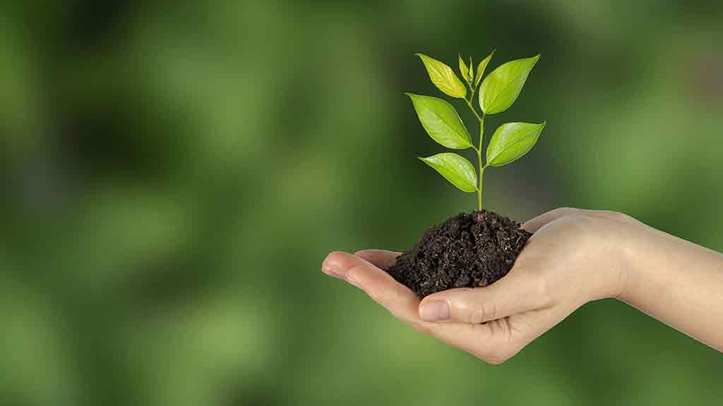person holds plant growing in their hand