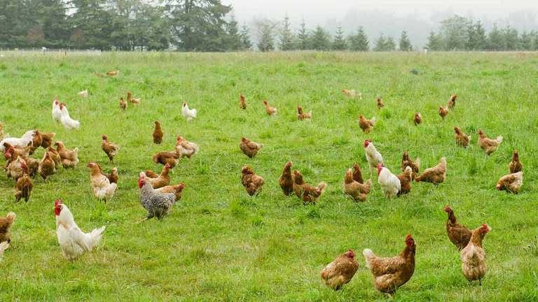 chickens in field free range lead