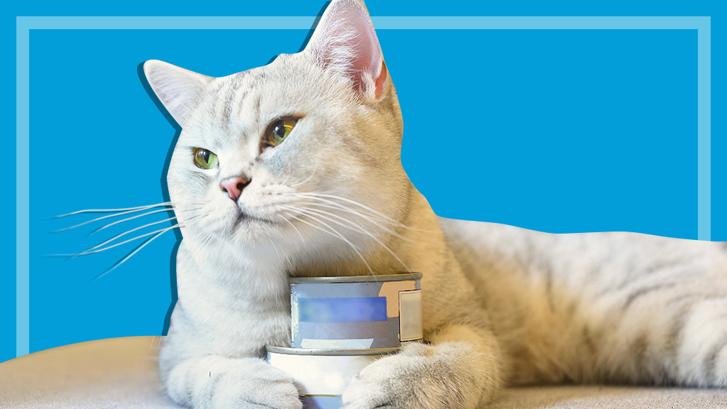 cat holding tins of cat food