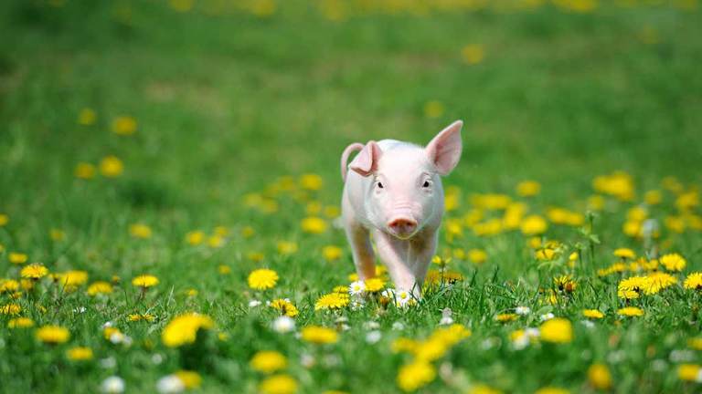 piglet_walking_in_a_field