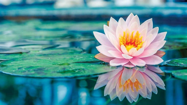 closeup_of_lotus_flower_in_pool