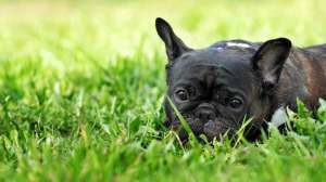 french_bulldog_lying_on_grass