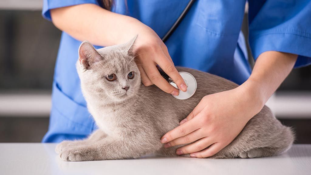 cat visiting the vet for an annual checkup