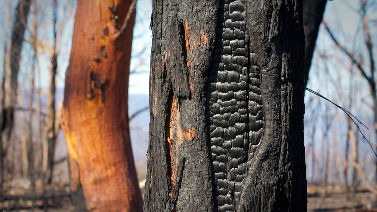 burnt out tree australian bushfires