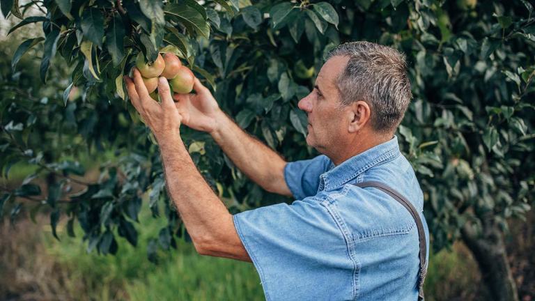 man picking fruit in orchard