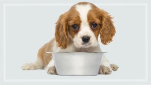 dog_with_bowl