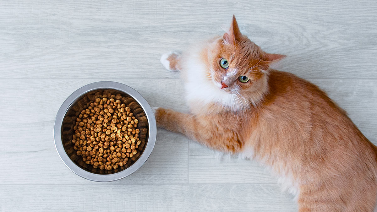 ginger_cat_next_to_a_bowl_of_dry_food