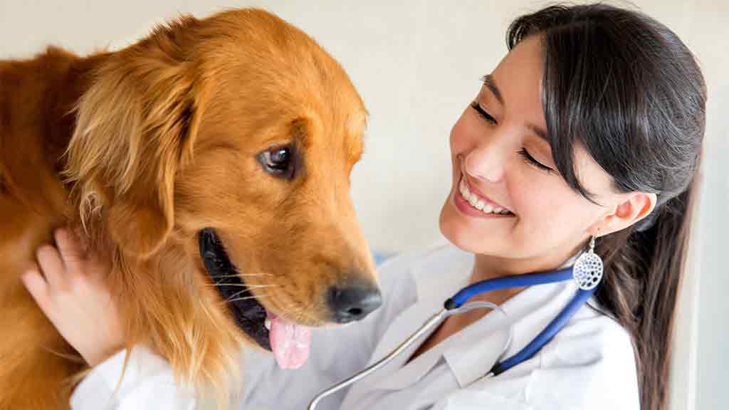 vet with dog