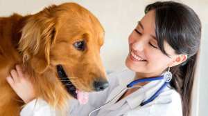 vet with dog