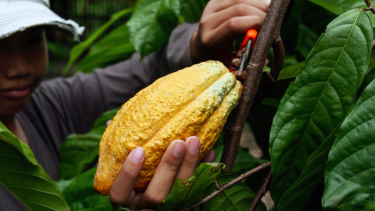 young boy harvesting cocoa beans