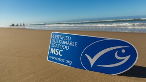 certifiable sustainable seafood msc label on a beach