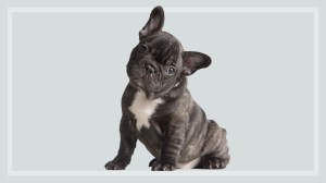 french_bulldog_on_grey_background