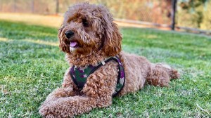 cavoodle_sitting_in_a_park