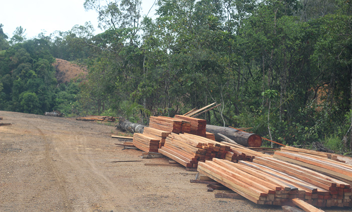 Felled trees and timber near the logging blockade