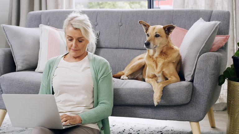 person checking pet insurance on laptop dog watches from sofa