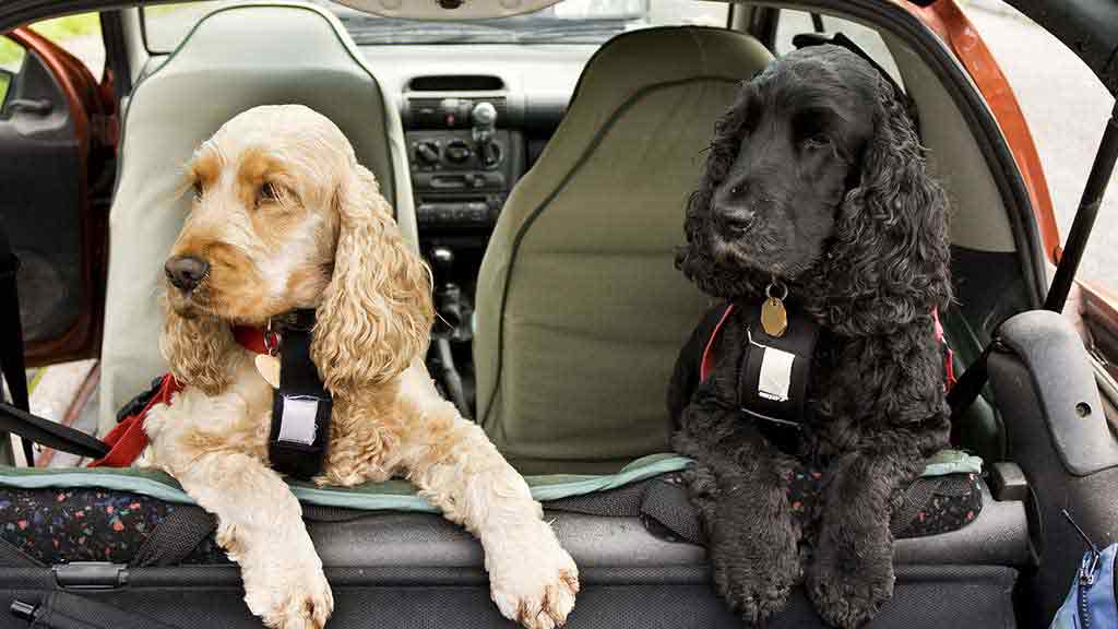 Dogs Car Accessories For